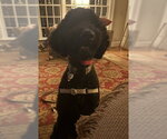 Small #1 Labrador Retriever
