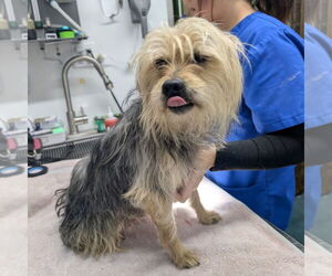 Mutt Dogs for adoption in Chico, CA, USA