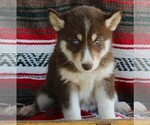 Small Photo #3 Siberian Husky Puppy For Sale in FREDERICKSBURG, OH, USA
