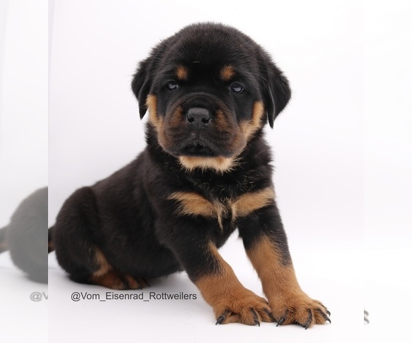 Medium Photo #10 Rottweiler Puppy For Sale in FONTANA, CA, USA
