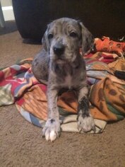 Irish Dane-Mastiff Mix Puppy for sale in MANSFIELD, OH, USA