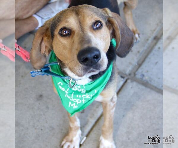 Medium Photo #6 - Mix Puppy For Sale in Washington, DC, USA