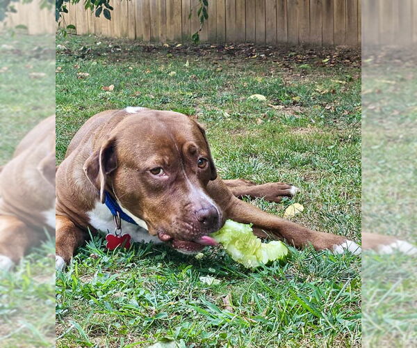 Medium Photo #15 Mutt Puppy For Sale in Mount Laurel, NJ, USA