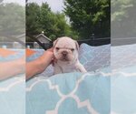 Small Photo #2 French Bulldog Puppy For Sale in SAINT LOUIS, MO, USA