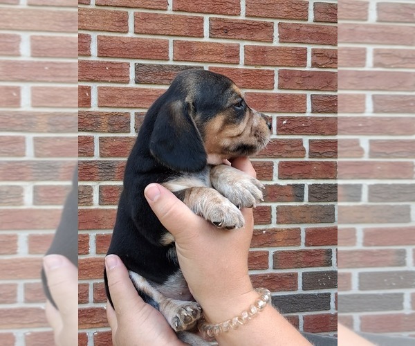 Medium Photo #29 Beagle Puppy For Sale in BLAIRSVILLE, GA, USA