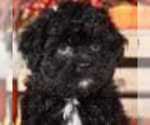 Small Photo #2 Shih-Poo Puppy For Sale in MOUNT VERNON, OH, USA