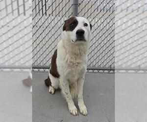 Saint Bernard-Unknown Mix Dogs for adoption in HESPERIA, CA, USA