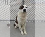 Small Saint Bernard Mix