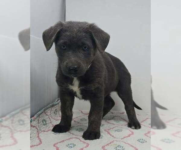 Medium Photo #3 German Shepherd Dog-Unknown Mix Puppy For Sale in Brewster, NY, USA