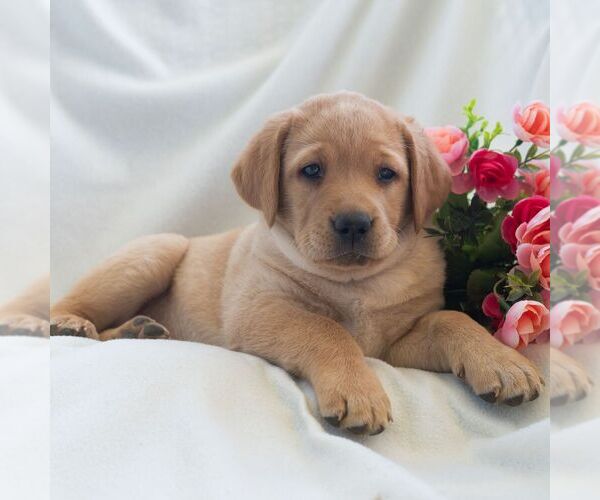 Medium Photo #6 Labrador Retriever Puppy For Sale in GREEN PARK, PA, USA