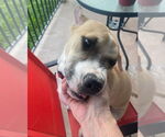 Small #18 American Pit Bull Terrier-Golden Retriever Mix