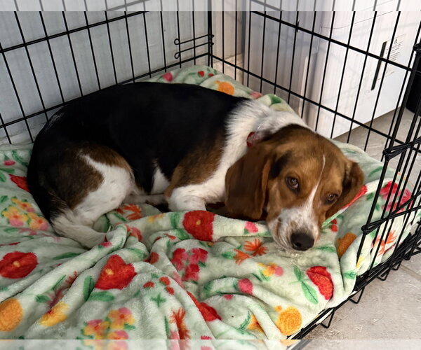 Medium Photo #5 Beagle Puppy For Sale in Dunnellon, FL, USA