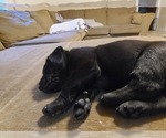 Small Photo #1 Labrador Retriever Puppy For Sale in NAVARRE, FL, USA
