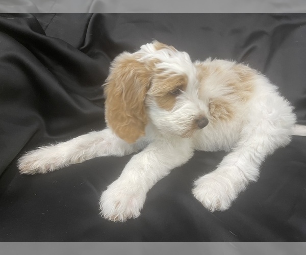 Medium Photo #4 Goldendoodle Puppy For Sale in PHILA, PA, USA