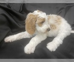 Small Photo #4 Goldendoodle Puppy For Sale in PHILA, PA, USA