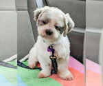 Small #4 Shih Tzu Mix
