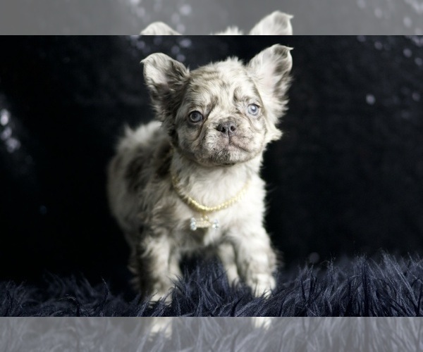 Medium Photo #93 French Bulldog Puppy For Sale in WARSAW, IN, USA