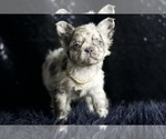 Small Photo #93 French Bulldog Puppy For Sale in WARSAW, IN, USA