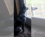 Small Photo #1 Australian Cattle Dog Puppy For Sale in WILLIAMSBURG, CO, USA