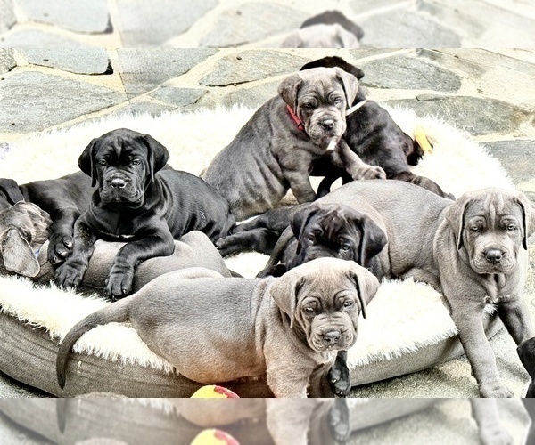 Medium Photo #1 Cane Corso Puppy For Sale in WOODLAND HILLS, CA, USA