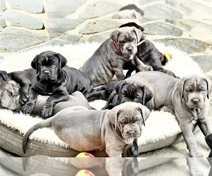 Cane Corso Puppy for Sale in WOODLAND HILLS, California USA