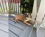 King - Male Mutt Dog for Adoption - Small photo