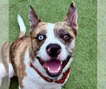 Small #35 Catahoula Leopard Dog Mix