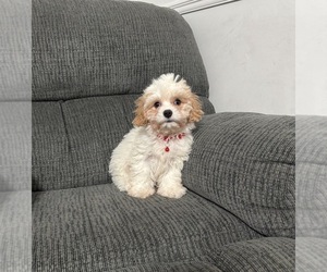Cavapoo (Toy) Puppy for sale in JEFFERSONVILLE, IN, USA