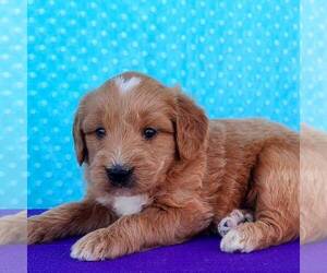 Goldendoodle (Miniature) Puppy for sale in ARTHUR, IL, USA