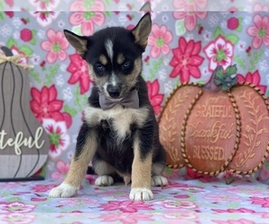 Pomsky Puppy for sale in LANCASTER, PA, USA