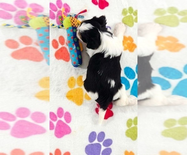 Medium Photo #15 Havashire Puppy For Sale in ORO VALLEY, AZ, USA
