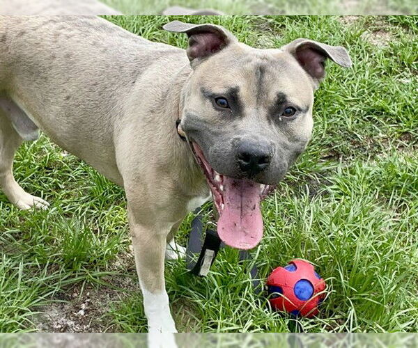 Medium Photo #2 Black Mouth Cur-Unknown Mix Puppy For Sale in Tavares, FL, USA