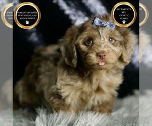 YorkiePoo Puppy for sale in WARSAW, IN, USA