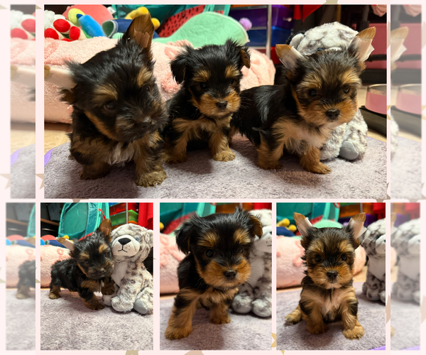 Medium Photo #1 Yorkshire Terrier Puppy For Sale in VALRICO, FL, USA