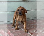 Small Mutt