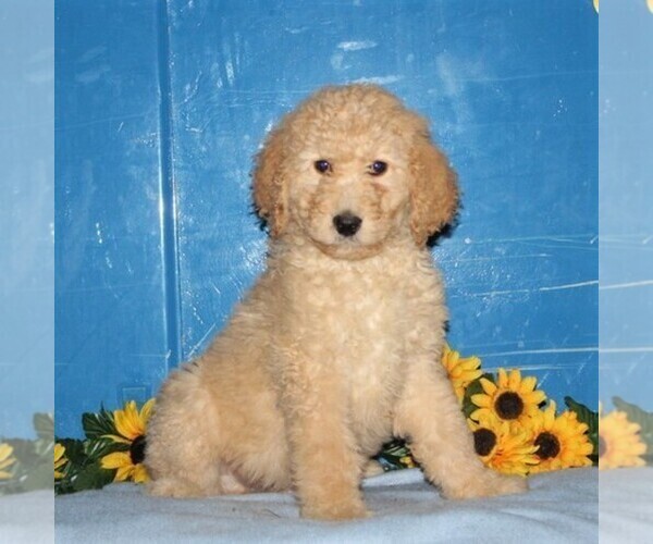 Medium Photo #1 Goldendoodle-Poodle (Standard) Mix Puppy For Sale in NEW PROVIDENCE, PA, USA