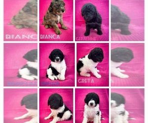 Poodle (Standard) Puppy for sale in MANTENO, IL, USA