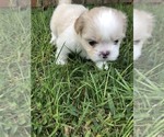 Puppy 1 Shih Tzu