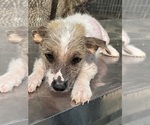 Small Chinese Crested