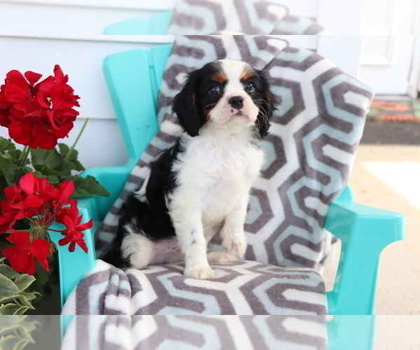 Medium Photo #4 Cavalier King Charles Spaniel Puppy For Sale in SHILOH, OH, USA