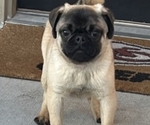 Small Photo #1 Pug Puppy For Sale in FISHERS, IN, USA