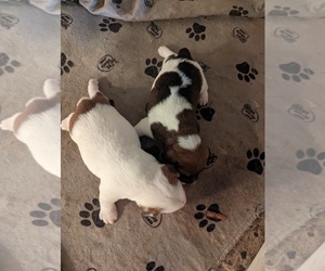 Jack Russell Terrier Puppy for Sale in BONNIE, Illinois USA