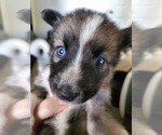 Puppy 7 Border Collie-Siberian Husky Mix