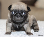 Small #2 Pug