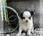 Small #4 Chihuahua
