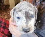 Small Photo #1 Great Dane Puppy For Sale in SCOTTSVILLE, KY, USA
