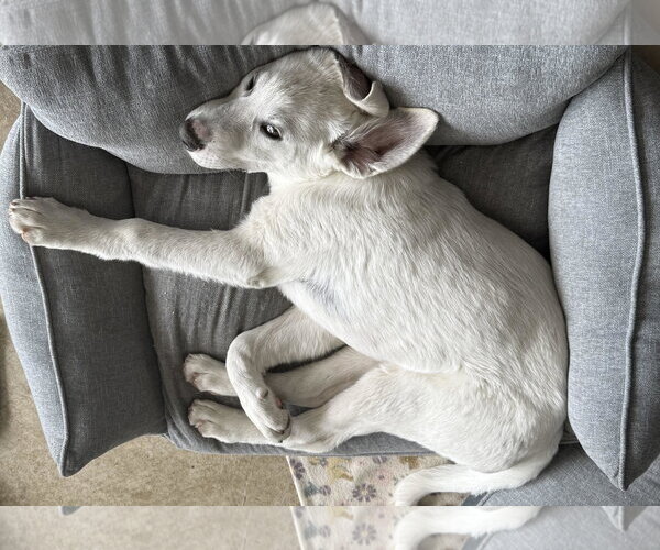 Medium Photo #4 Anatolian Pyrenees Puppy For Sale in Overland Park, KS, USA