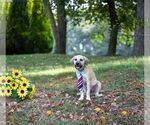 Small #4 German Shepherd Dog Mix