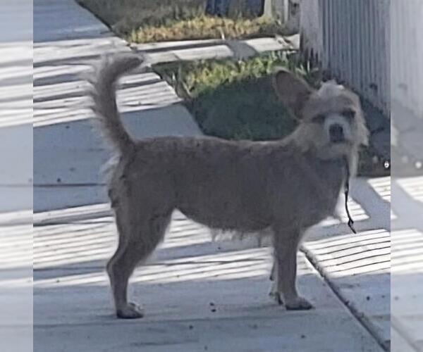 Medium Photo #1 Mutt Puppy For Sale in San Antonio, TX, USA