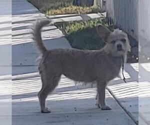 Mutt Dogs for adoption in San Antonio, TX, USA